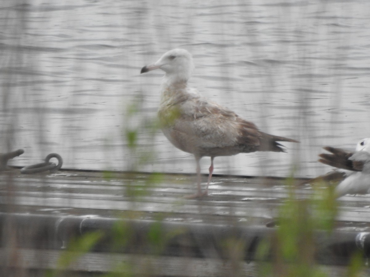 Gaviota Argéntea - ML618578029