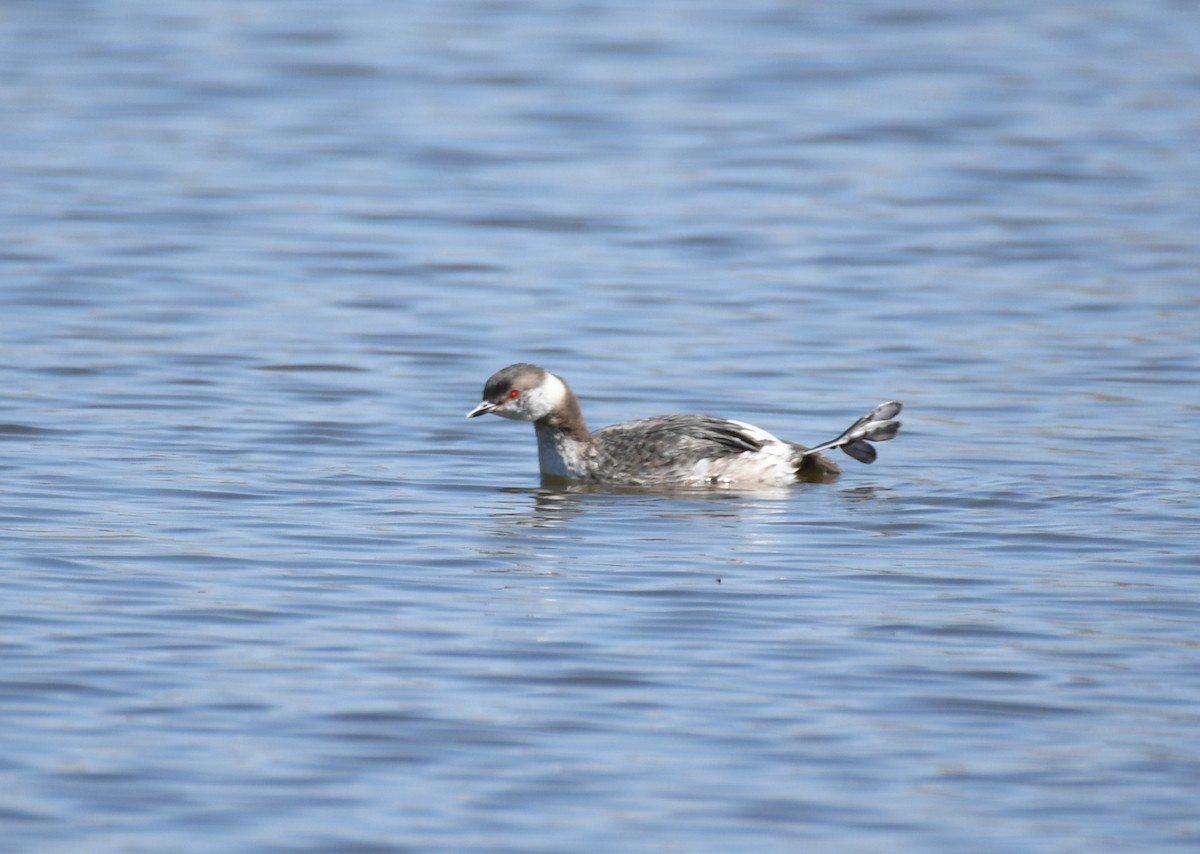 Horned Grebe - ML618578031