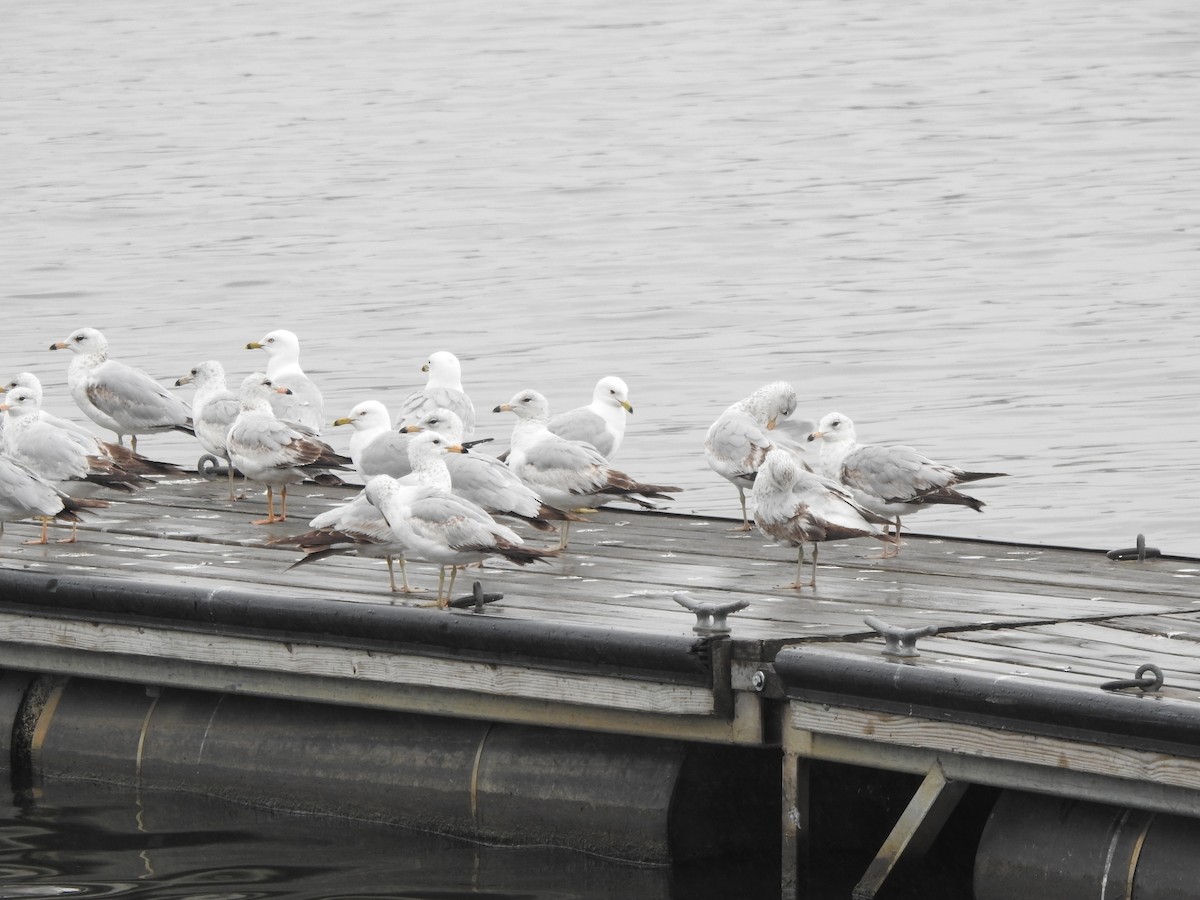 Ring-billed Gull - ML618578038