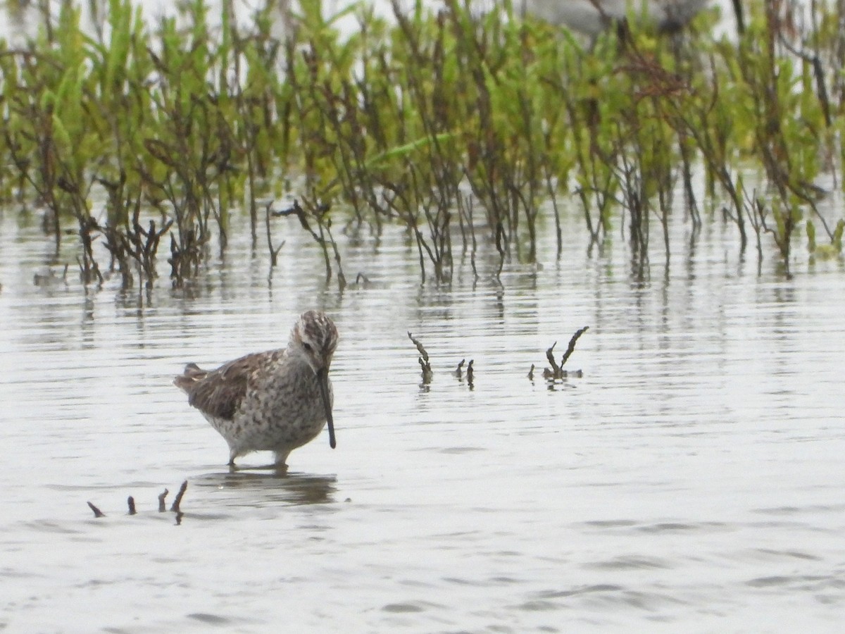 Stilt Sandpiper - ML618578042