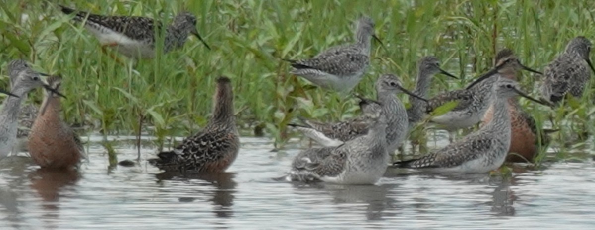 Long-billed Dowitcher - ML618578062