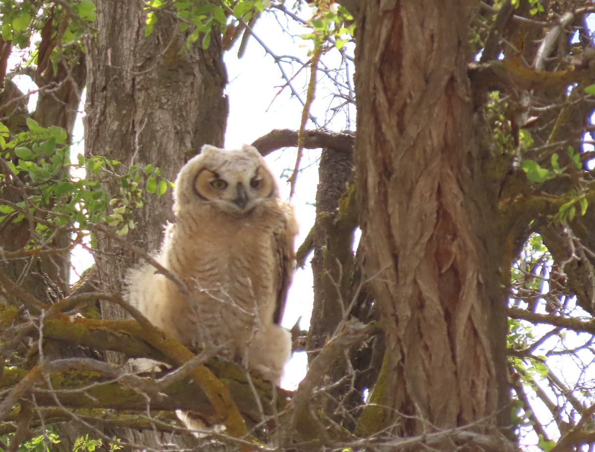 Great Horned Owl - ML618578080