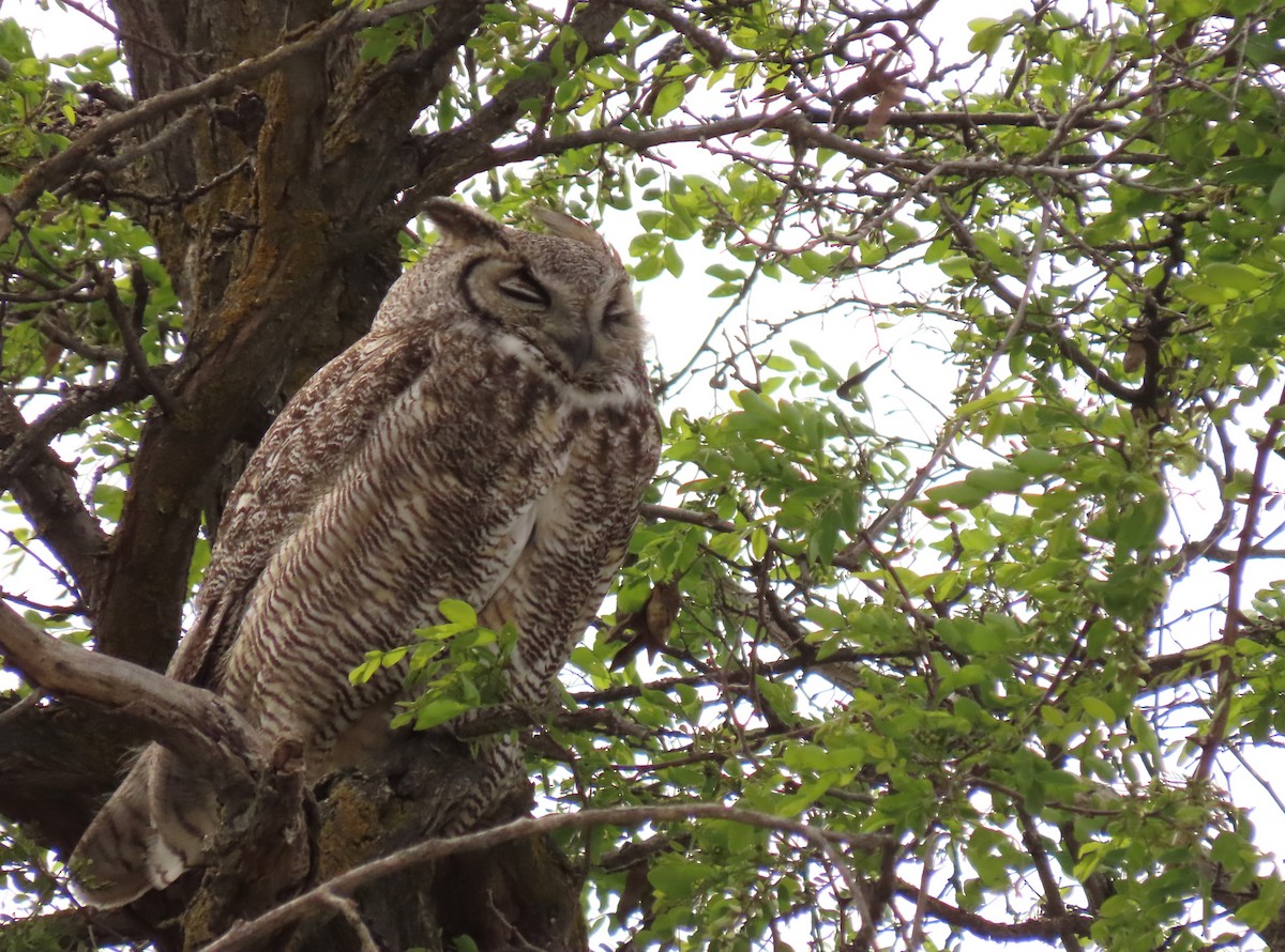 Great Horned Owl - ML618578083