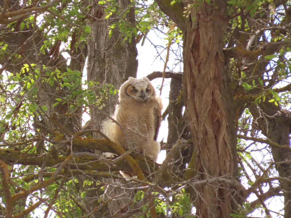 Great Horned Owl - ML618578087