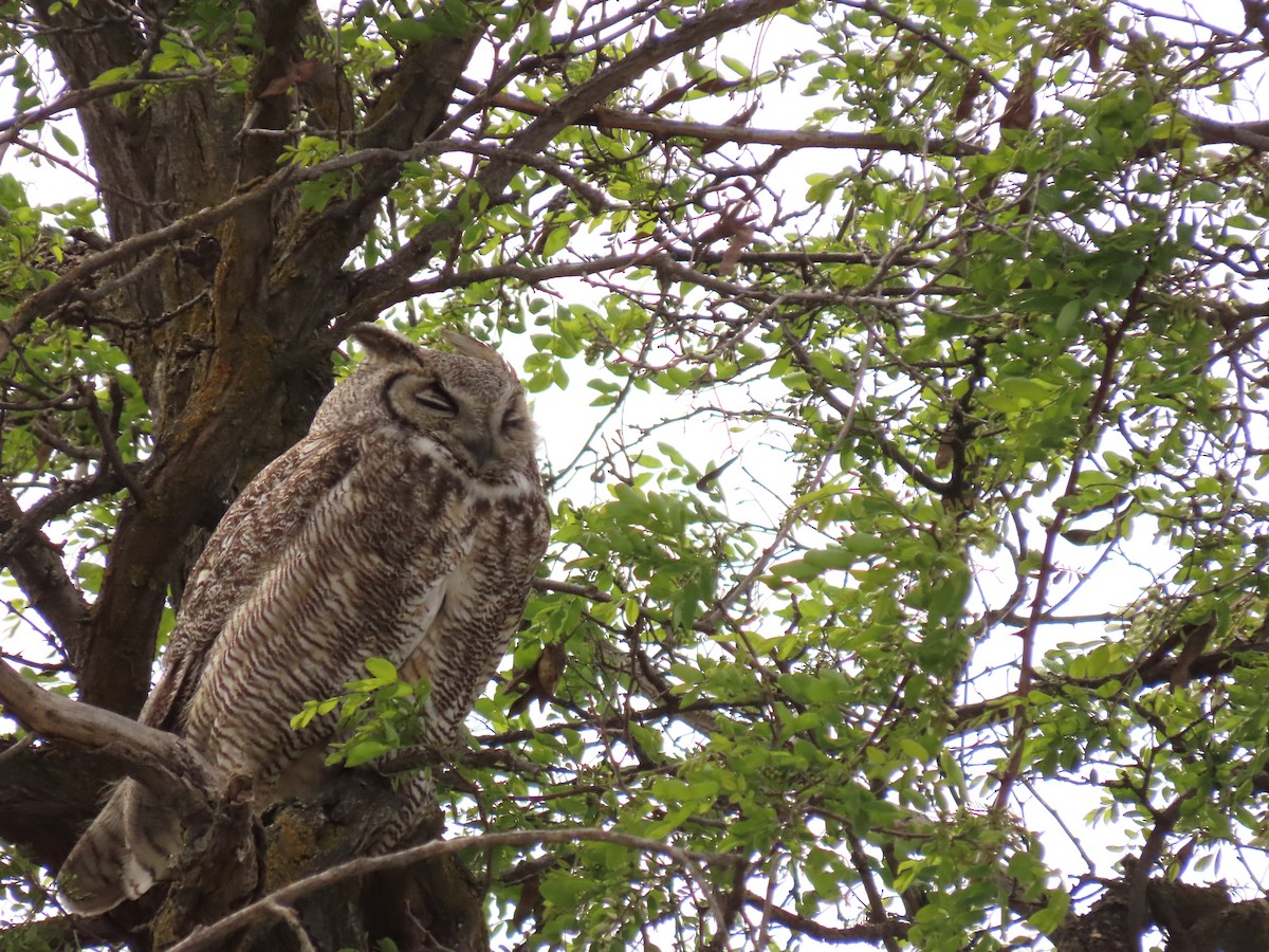 Great Horned Owl - ML618578089