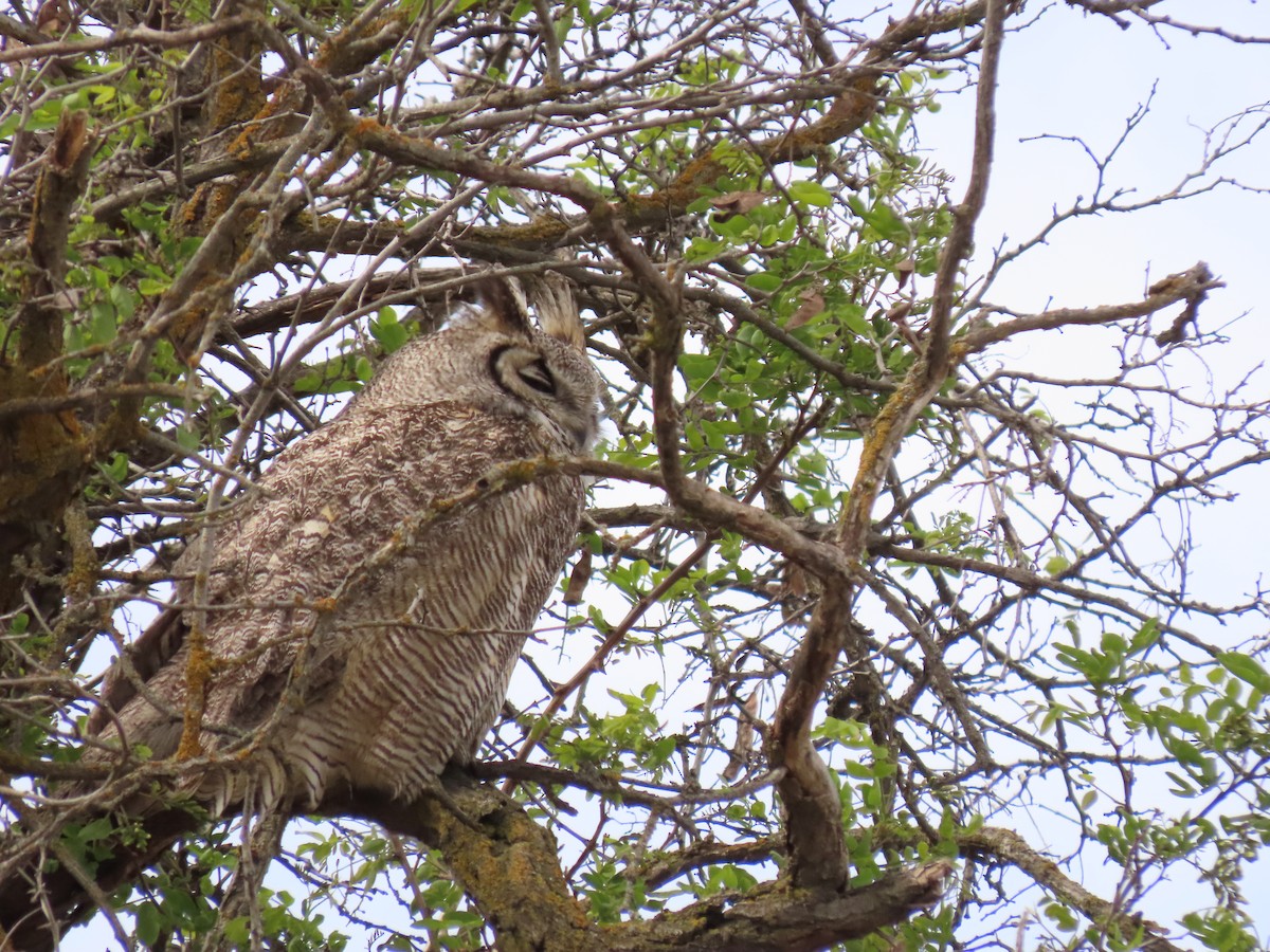 Great Horned Owl - ML618578090
