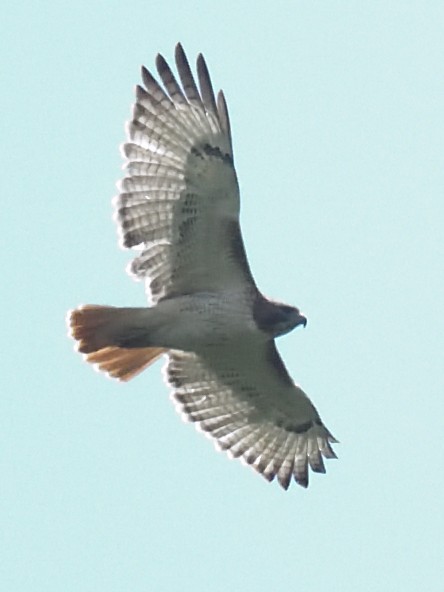 Red-tailed Hawk - ML618578106