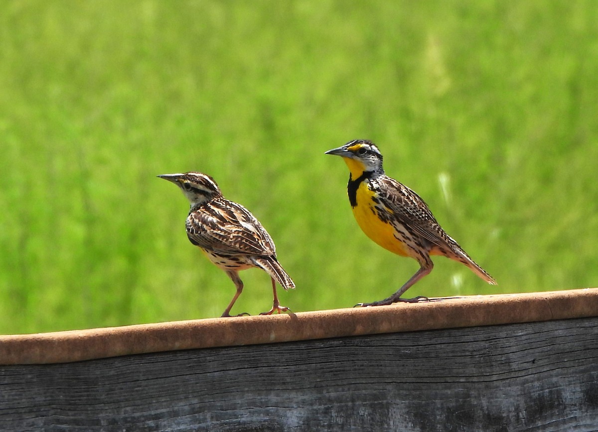 Eastern Meadowlark - ML618578112