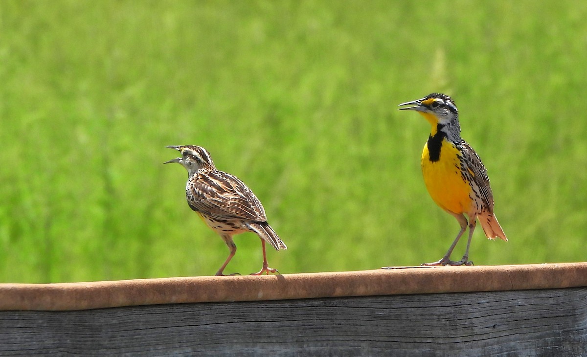 Eastern Meadowlark - Lena Hayashi