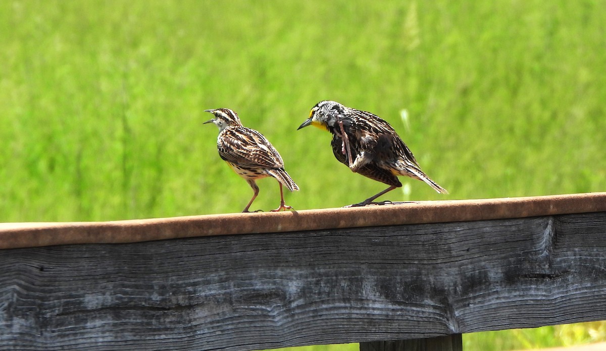 Eastern Meadowlark - ML618578114