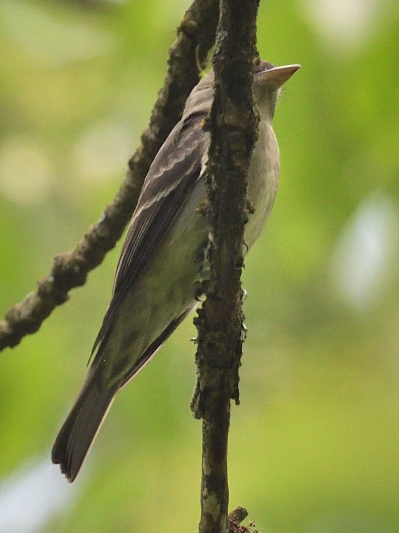 Great Crested Flycatcher - ML618578119