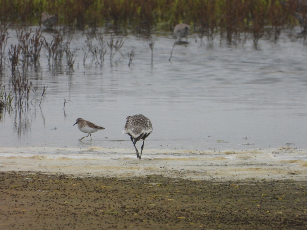 Least Sandpiper - ML618578145