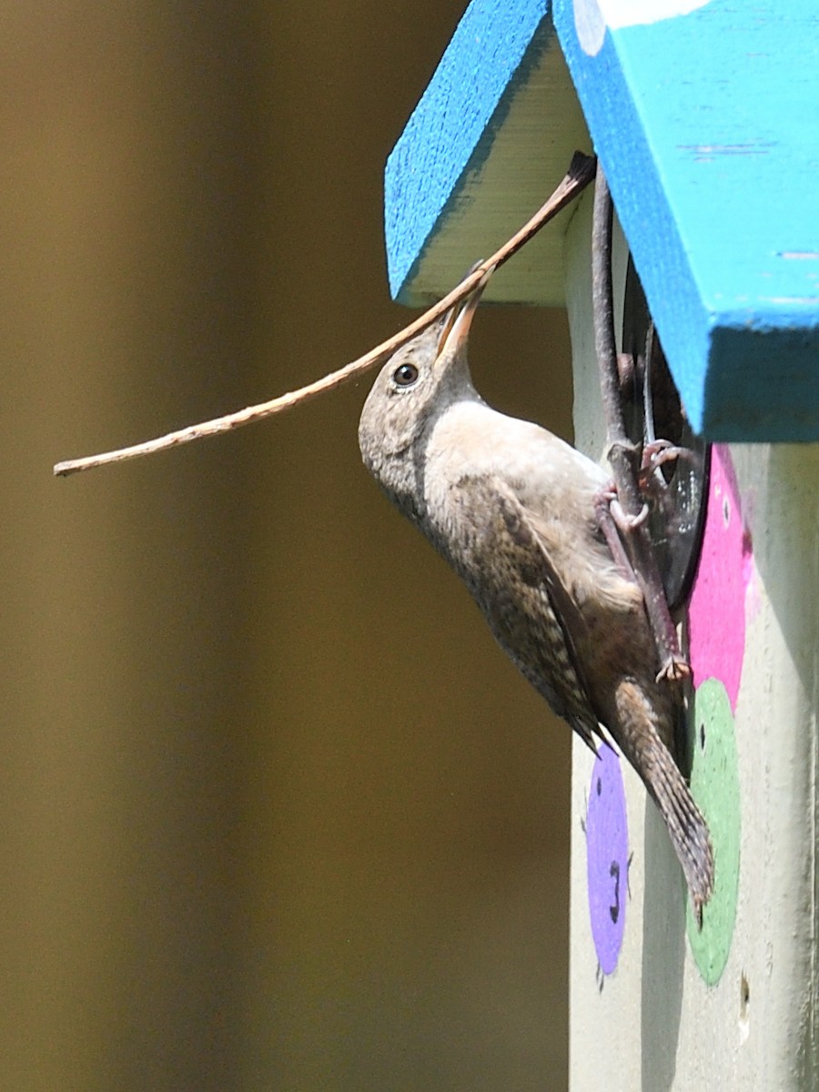 House Wren - ML618578171