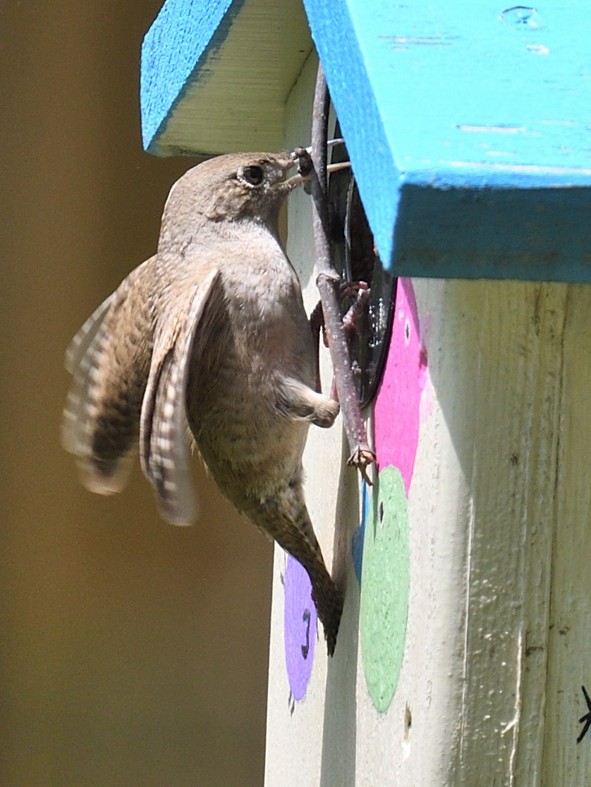 House Wren - Colin Fisher