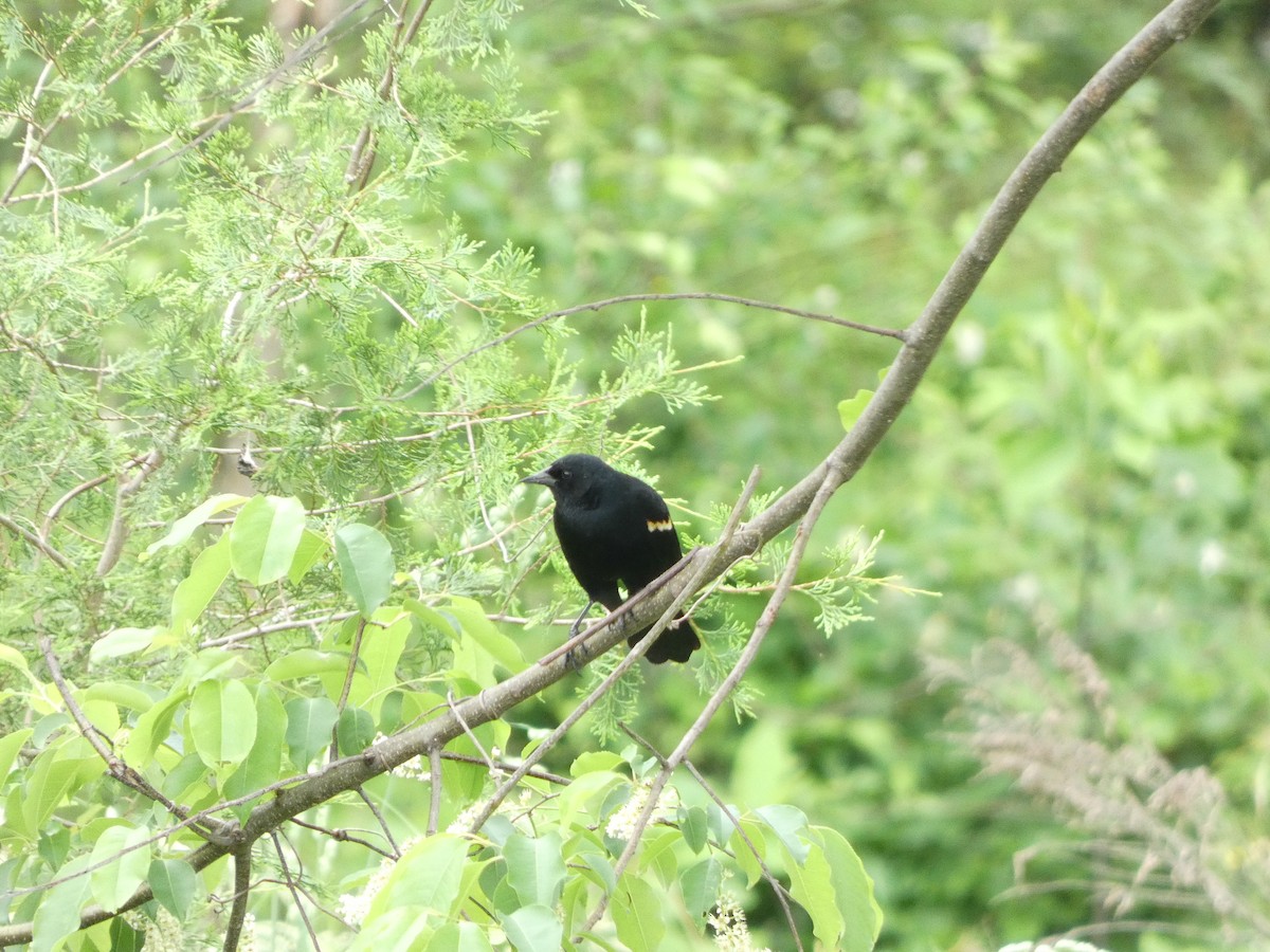 Red-winged Blackbird - ML618578176