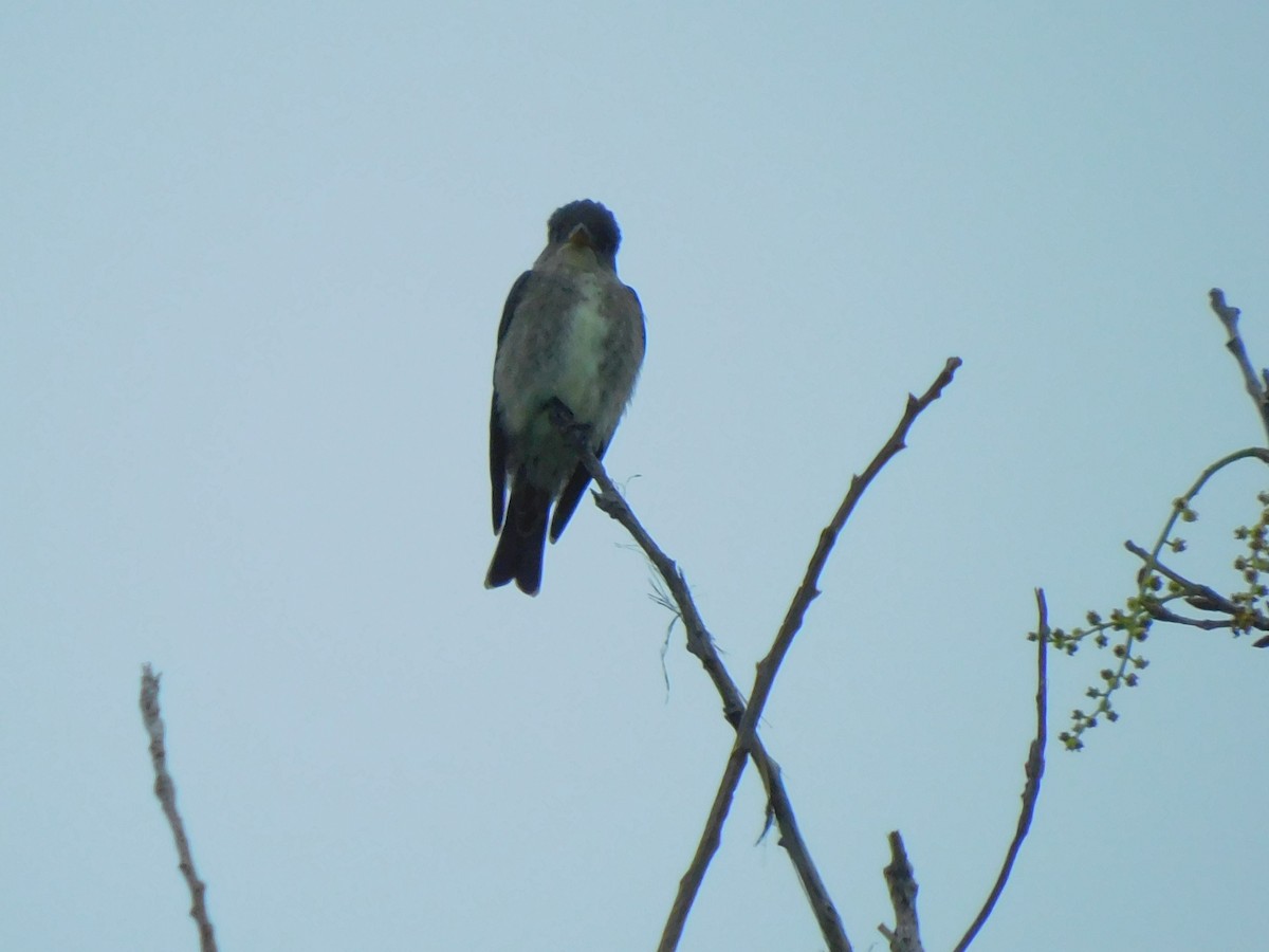 Olive-sided Flycatcher - ML618578197