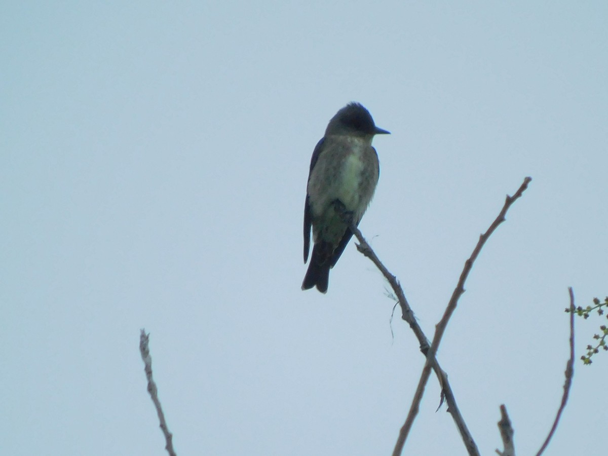 Olive-sided Flycatcher - ML618578198