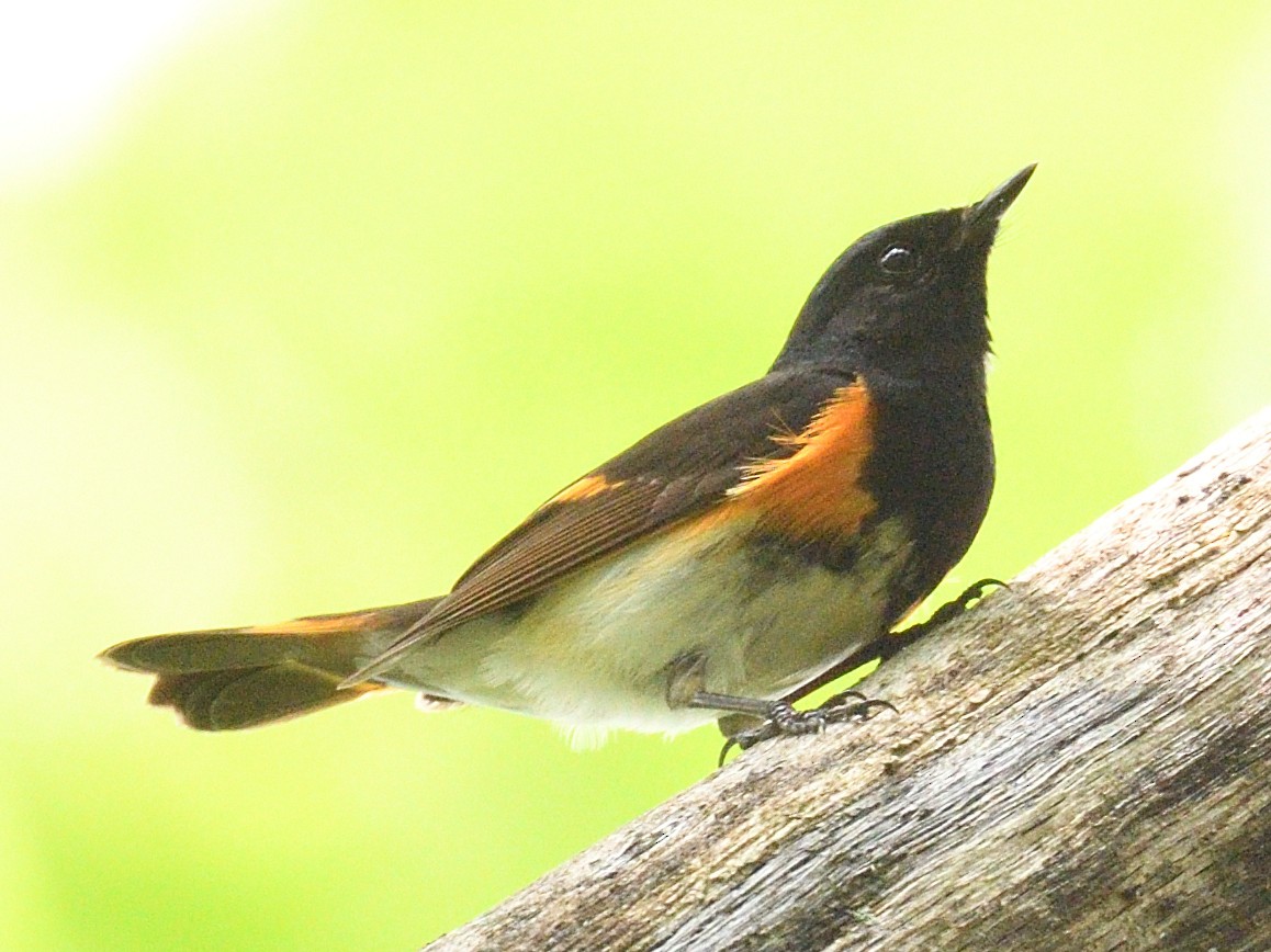 American Redstart - ML618578230