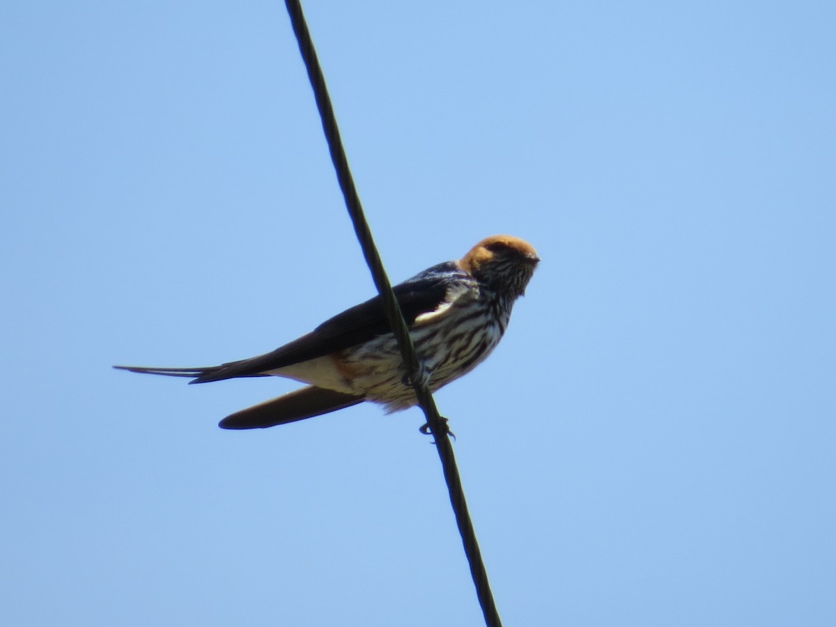 Lesser Striped Swallow - Andrew Cauldwell