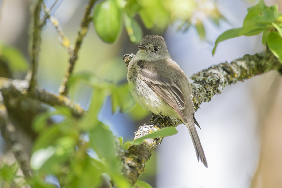 Dusky Flycatcher - ML618578282