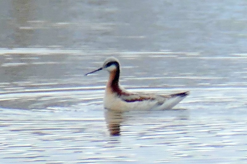 Wilson's Phalarope - Brad Woodward