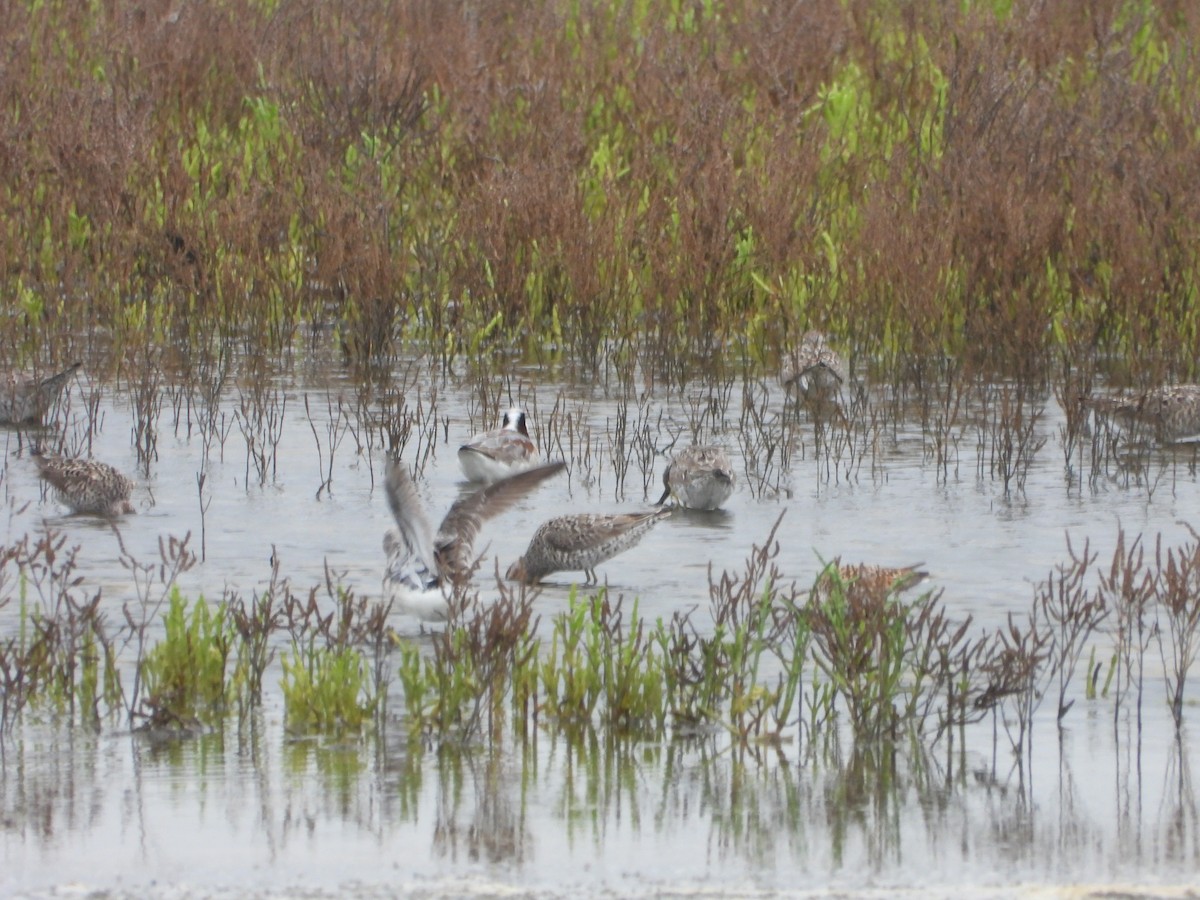 Stilt Sandpiper - ML618578303