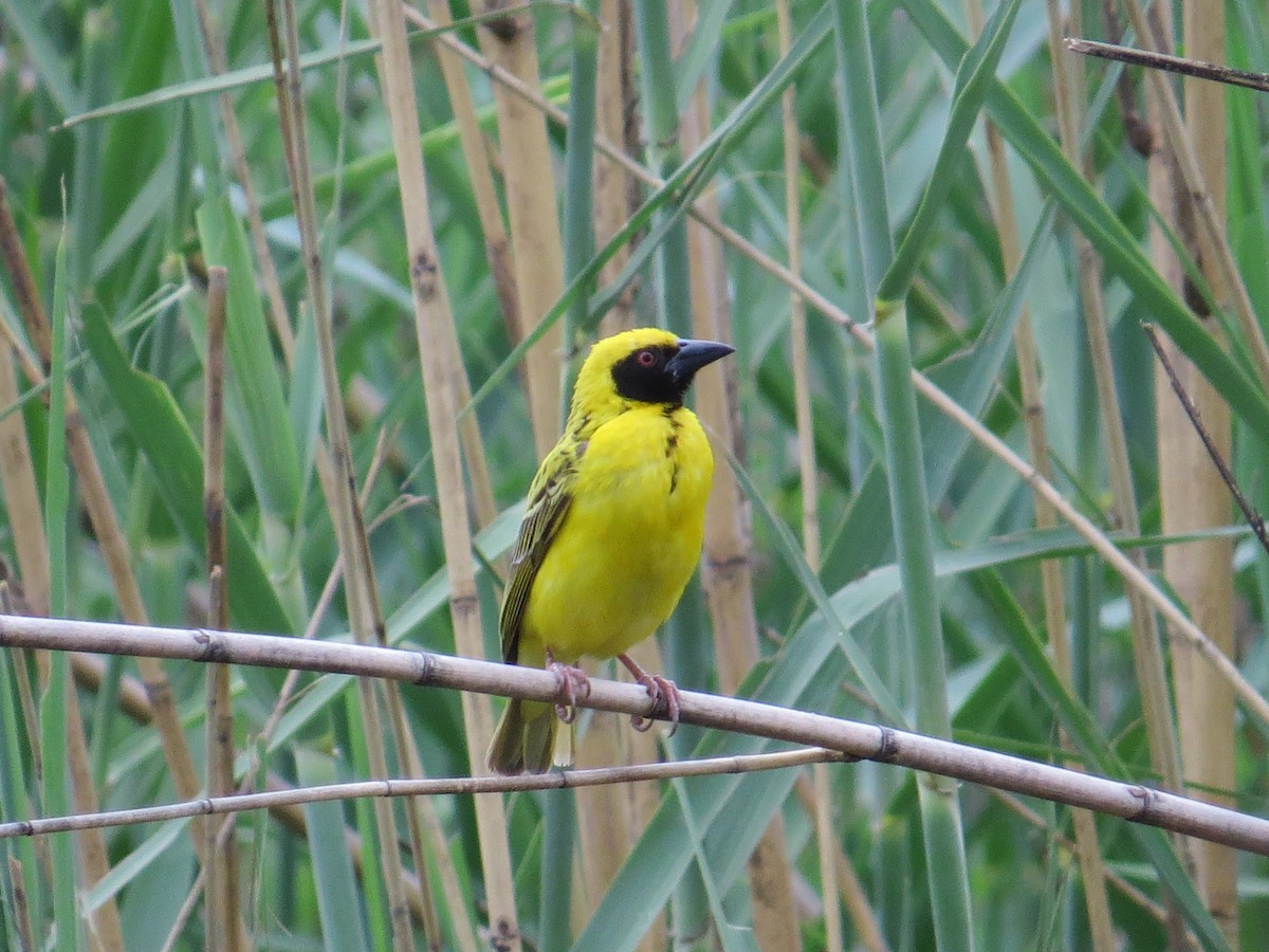 Village Weaver - Andrew Cauldwell