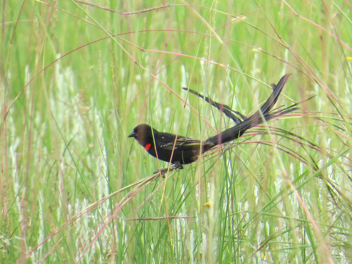 Red-collared Widowbird - ML618578378