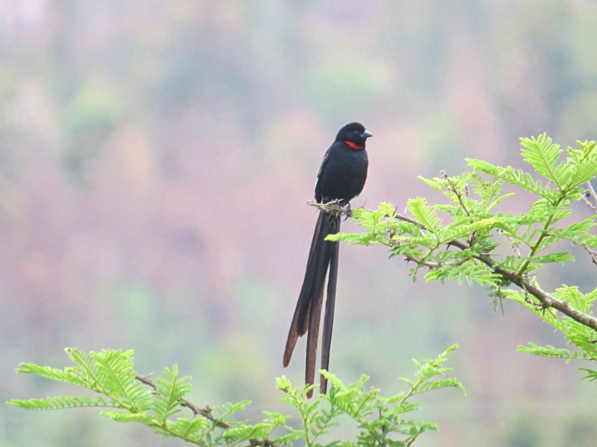 Red-collared Widowbird - ML618578379