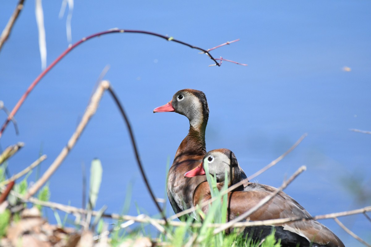 Black-bellied Whistling-Duck - Tim Schadel