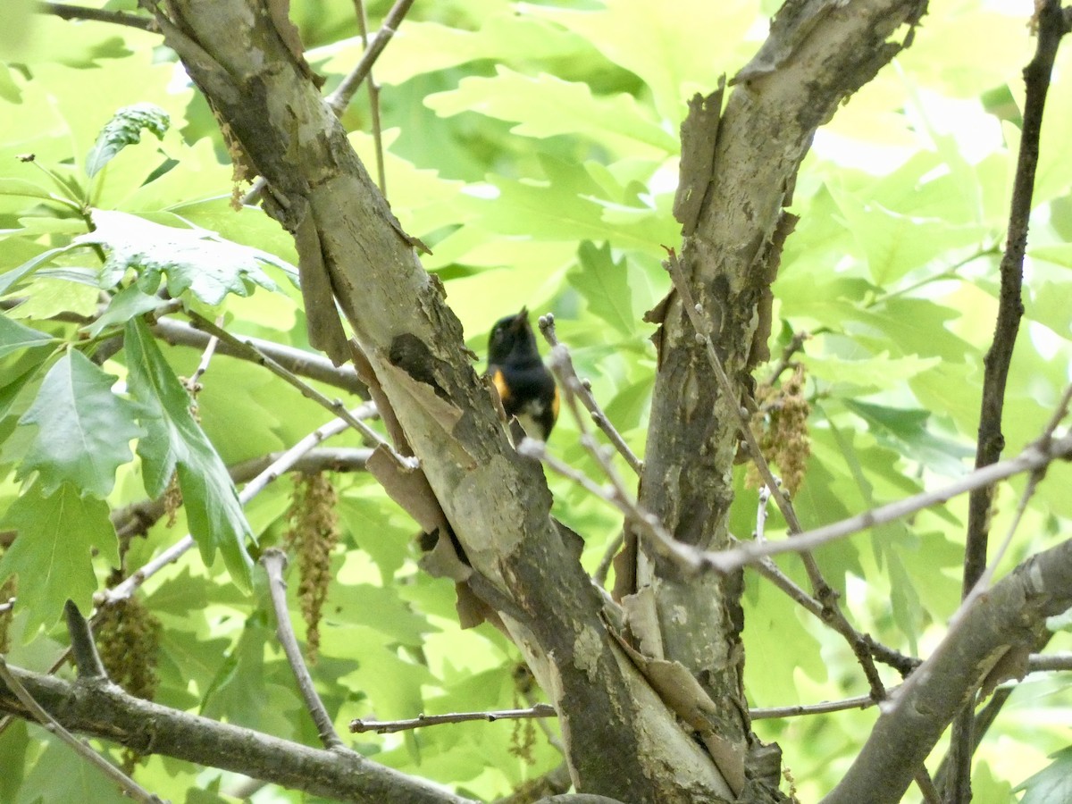 American Redstart - ML618578450