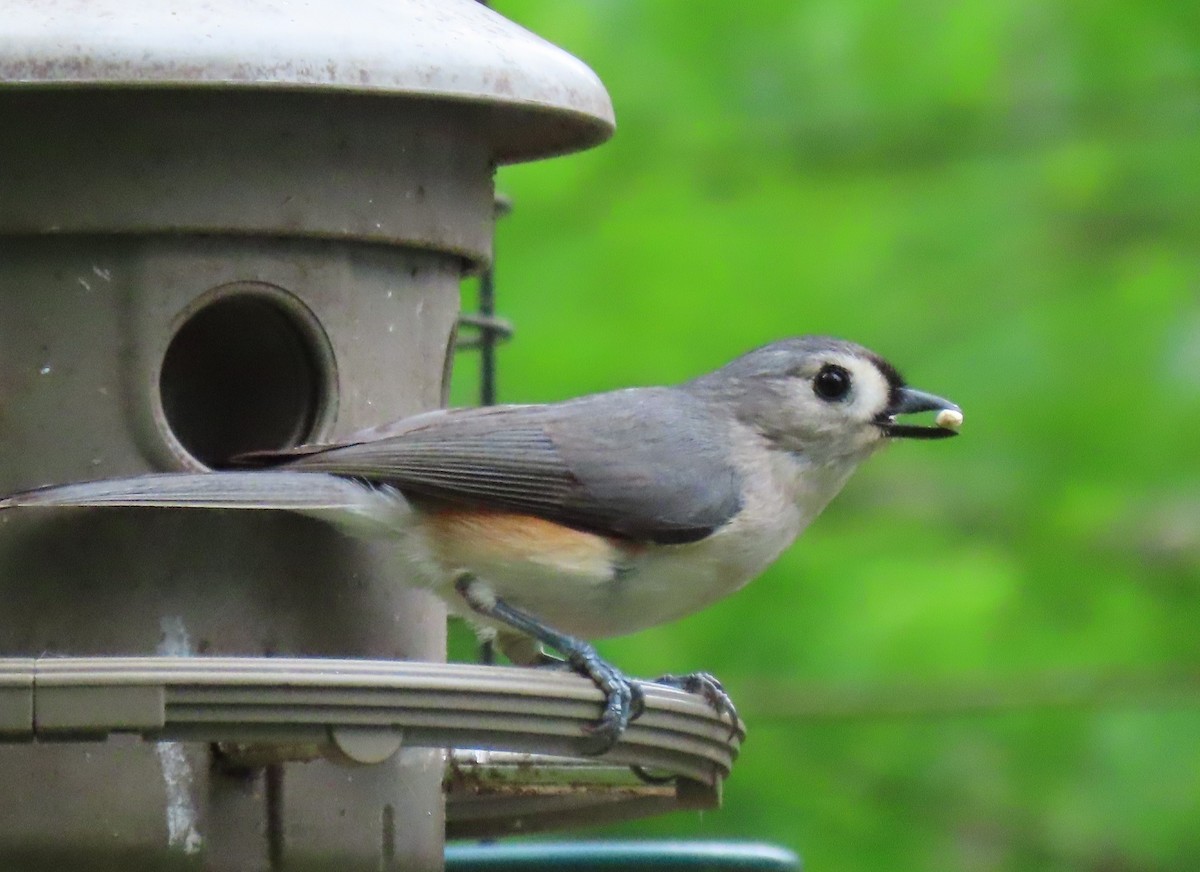 Tufted Titmouse - ML618578452