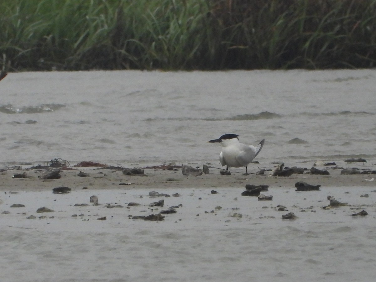 Sandwich Tern - ML618578457