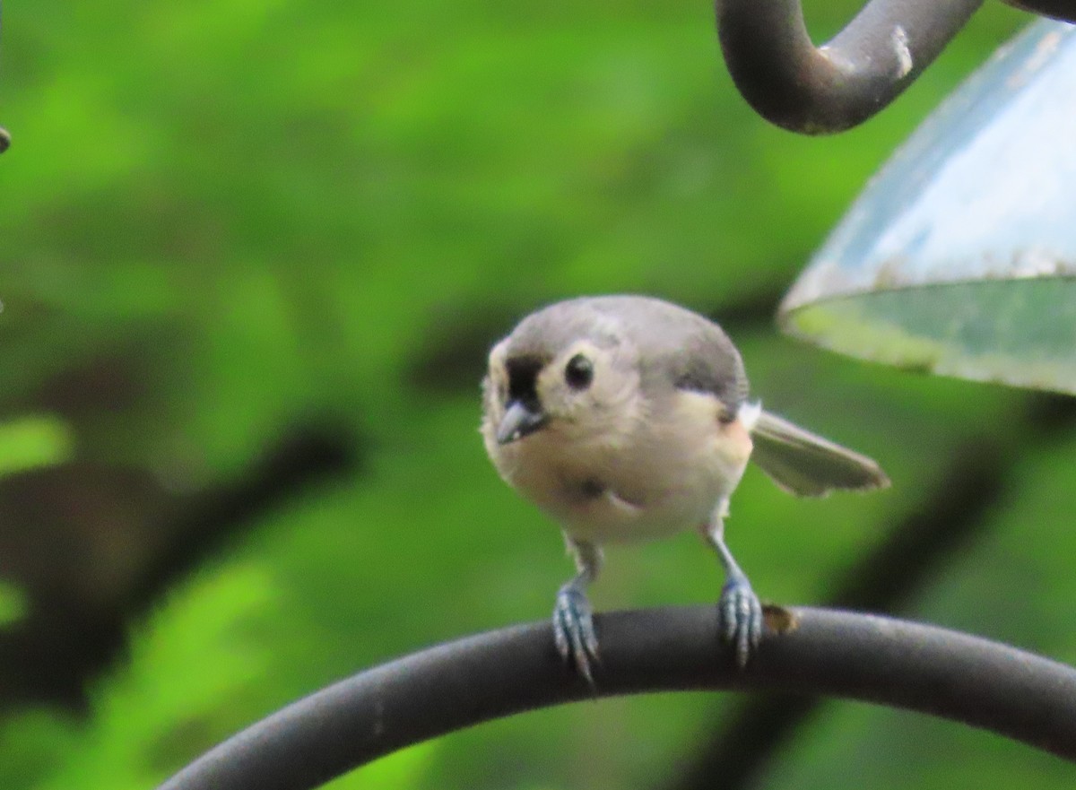 Tufted Titmouse - ML618578466