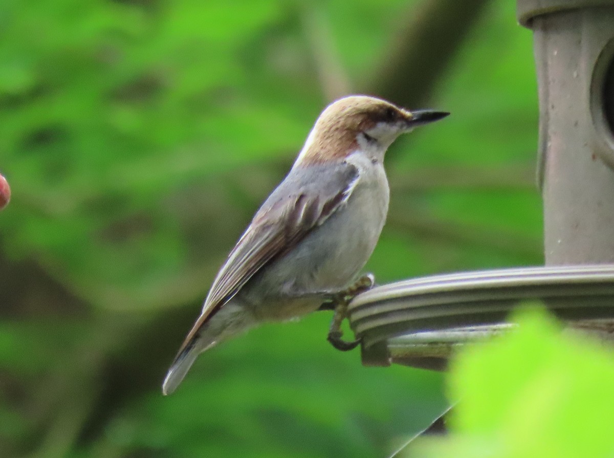 Brown-headed Nuthatch - Michael Kendrick