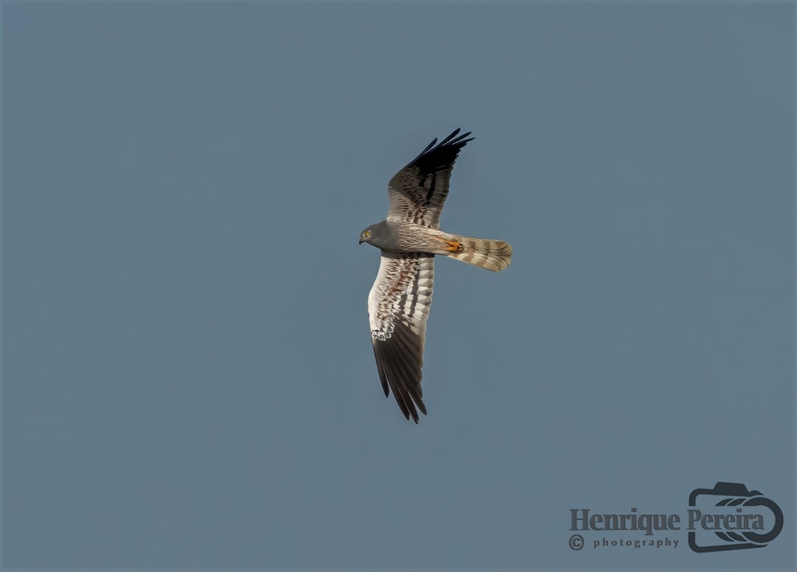 Montagu's Harrier - HENRIQUE PEREIRA