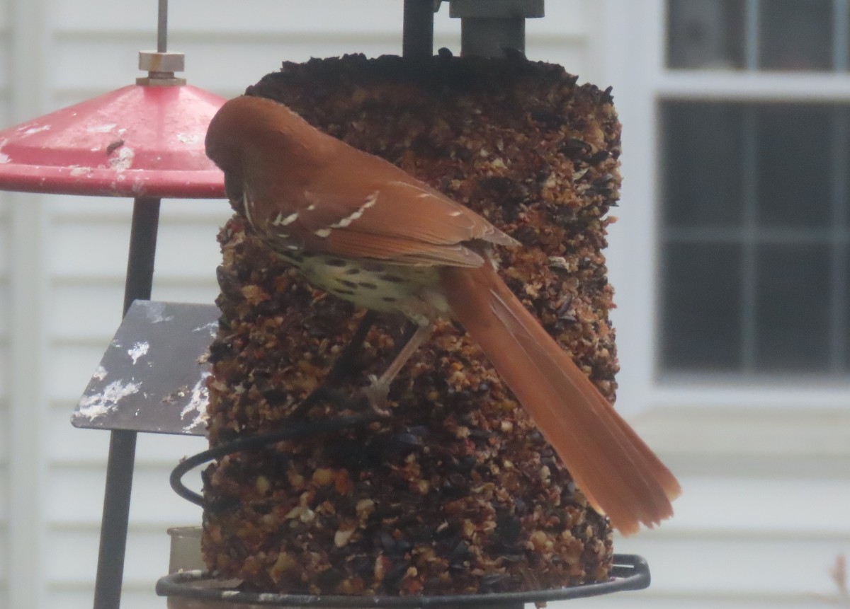 Brown Thrasher - ML618578536