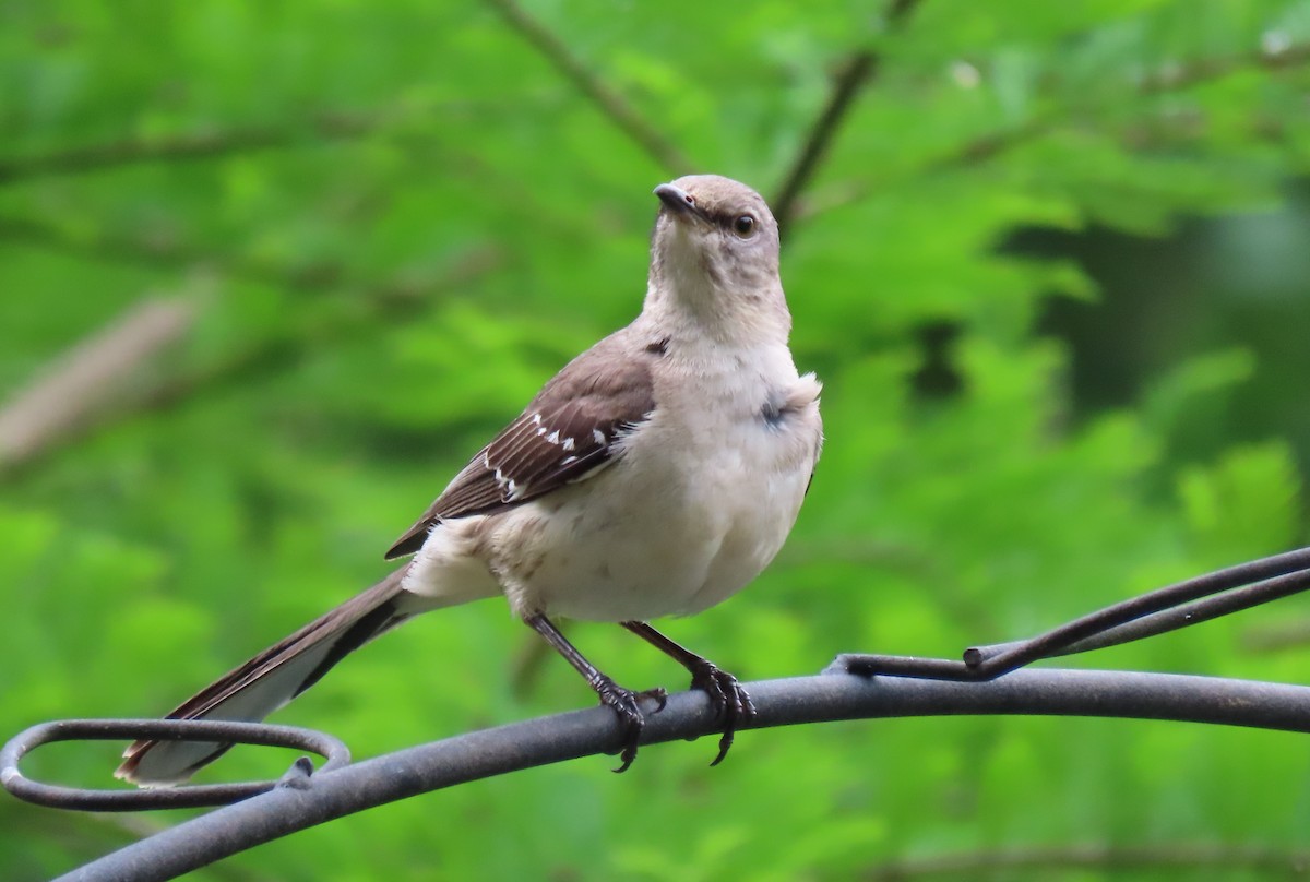 Northern Mockingbird - Michael Kendrick