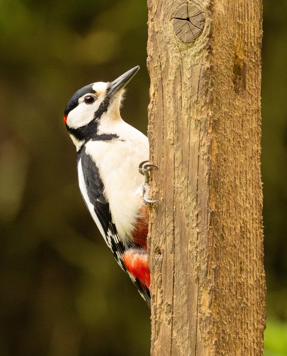 Great Spotted Woodpecker - ML618578546