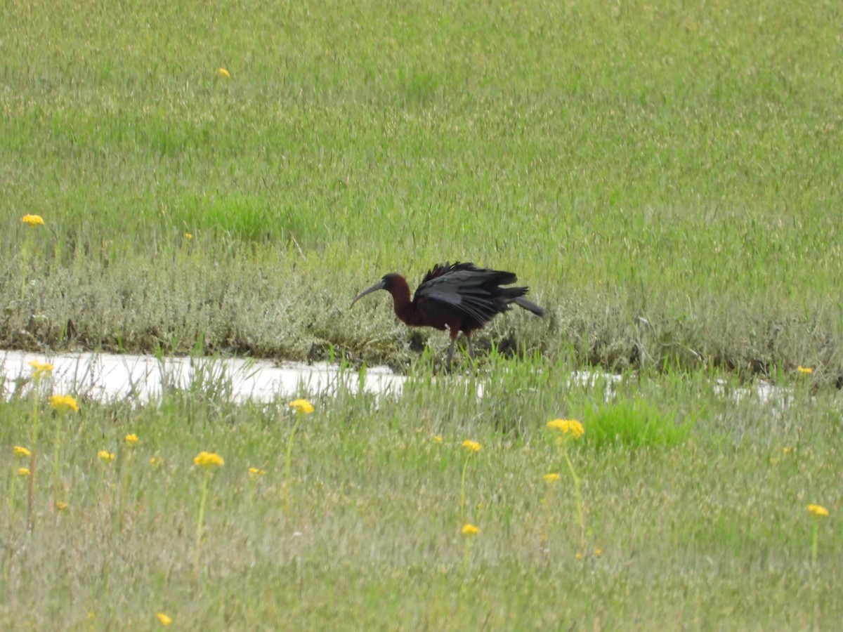 Glossy Ibis - ML618578571