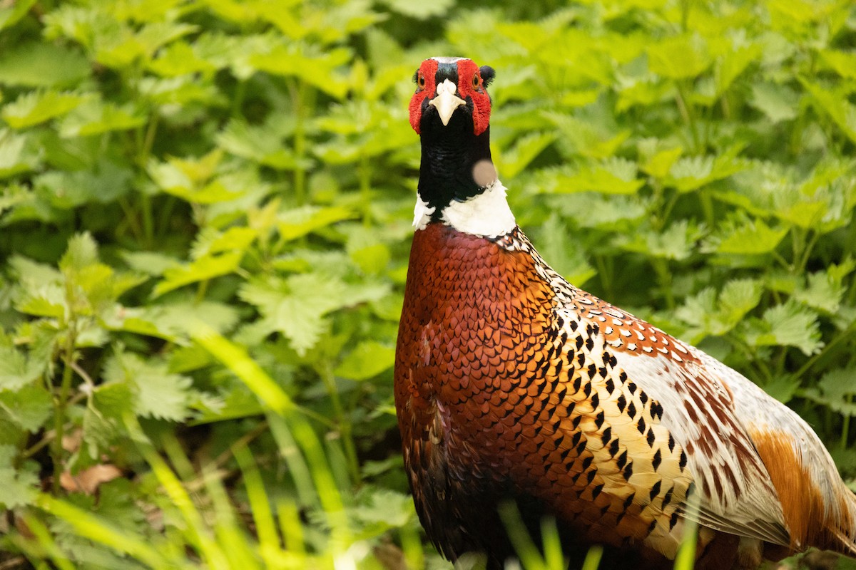 Ring-necked Pheasant - ML618578595