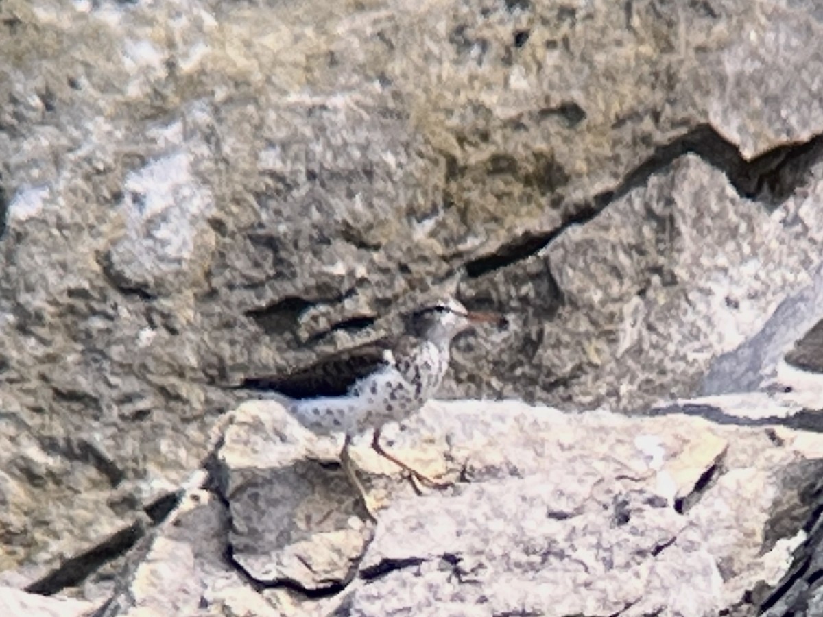 Spotted Sandpiper - Daryl Bernard