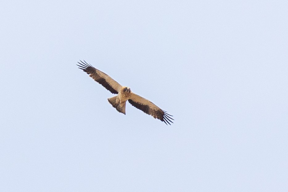 Booted Eagle - Antonio M Abella