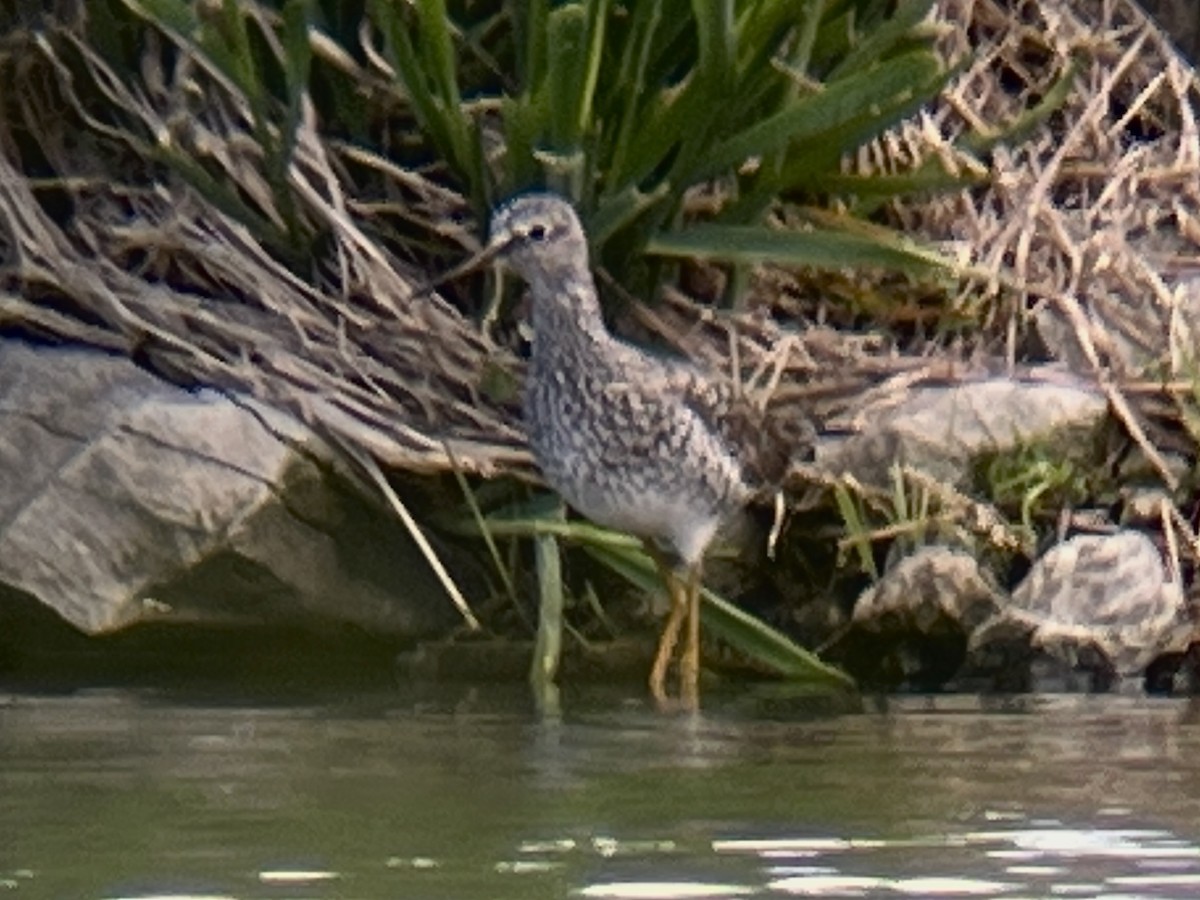 Greater Yellowlegs - Daryl Bernard