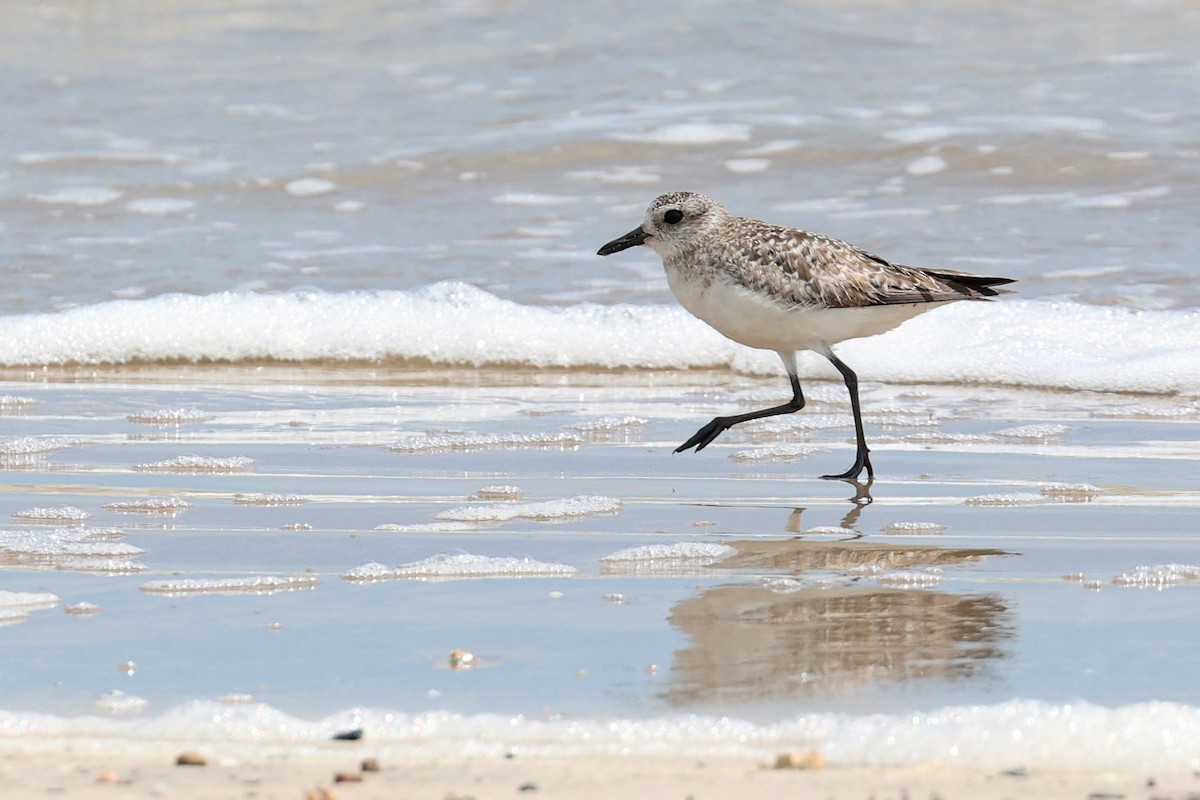 Black-bellied Plover - Michael O'Brien