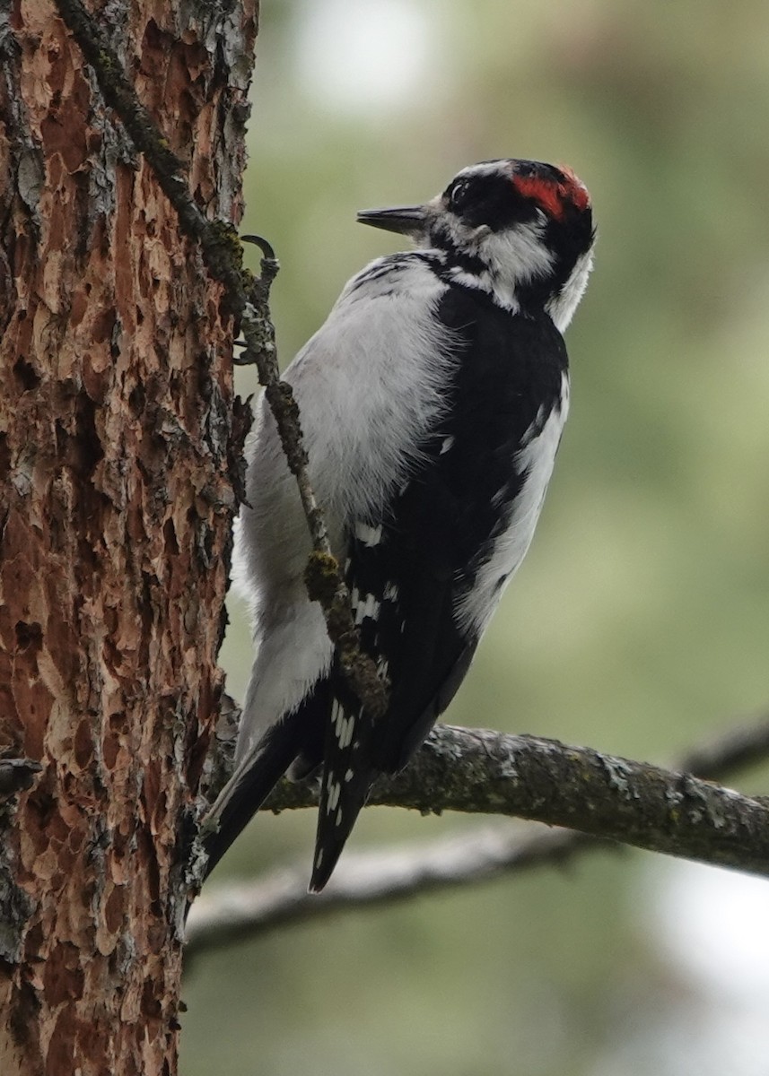 Hairy Woodpecker - ML618578633