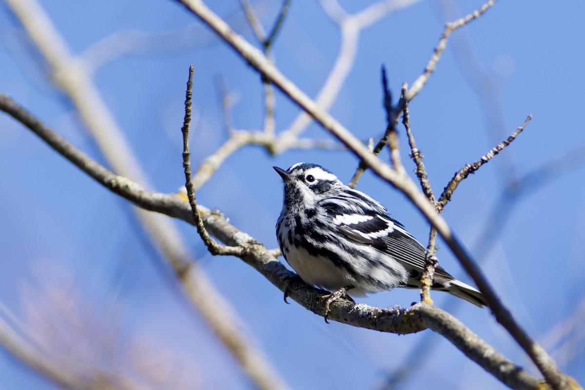 Black-and-white Warbler - Mike Coyne