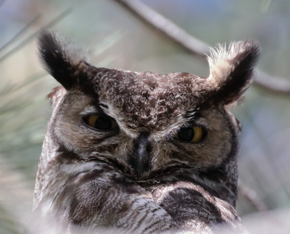 Great Horned Owl - Larry Edwards