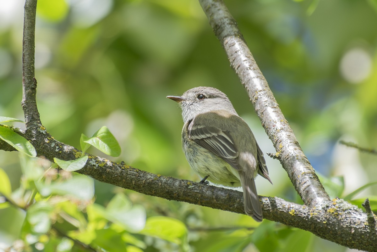 Dusky Flycatcher - ML618578679