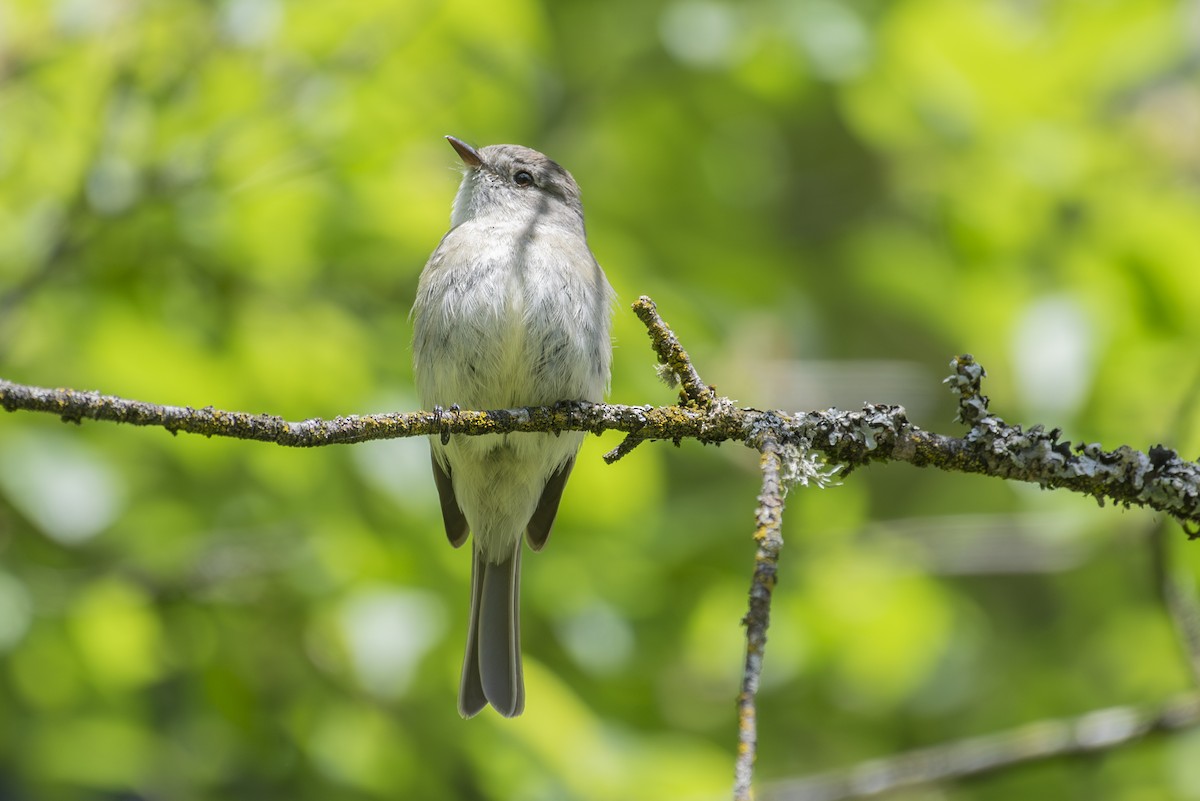 Dusky Flycatcher - ML618578680